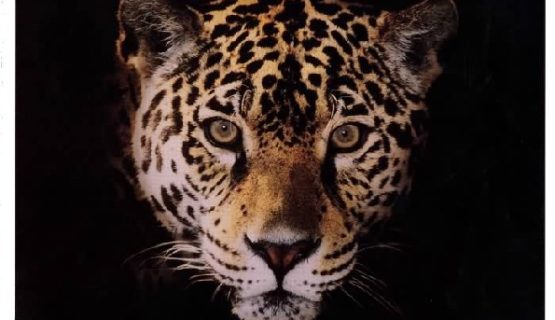 Jaguar-Daimler catalogue 1994