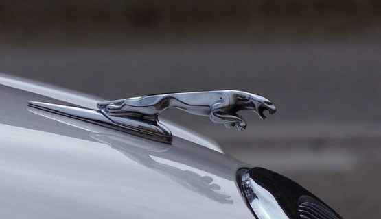Jaguar Brend 01